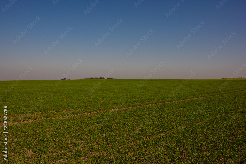 Weite mit Baumgruppe am Horizont links Weite mit Baumgruppe am Horizont links
