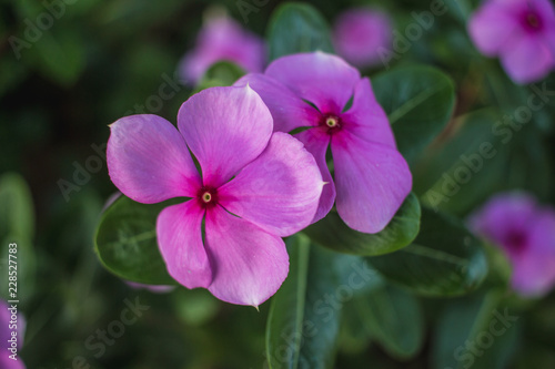 purple flower in the garden