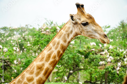 A giraffe looking and listening.2