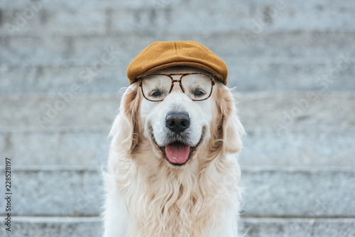 cute golden retriever dog in cap and eyeglasses looking at camera