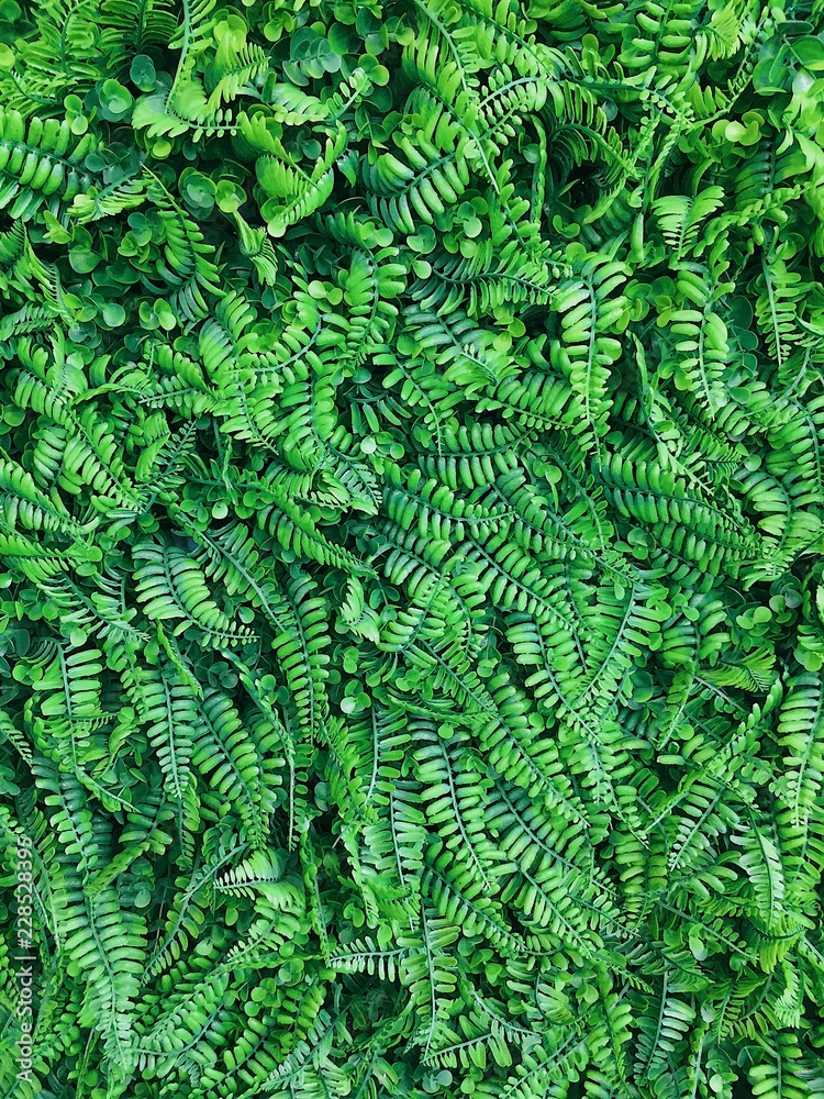 Green leaf texture/background