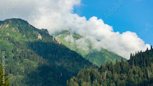 Beautiful green nature landscape of trees and forests in rural areas of Blacksea region, Artvin, Turkey