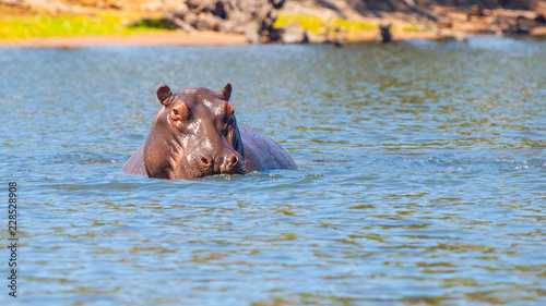 African hippopotamus hidden in the water. Dangerous hippo in natural habitat of Chobe River, Botswana, Africa