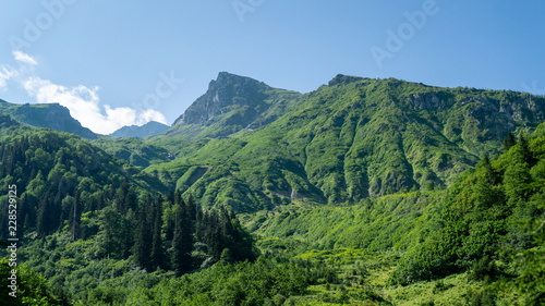 Beautiful green nature landscape of trees and forests in rural areas of Blacksea region, Artvin, Turkey © CanYalicn