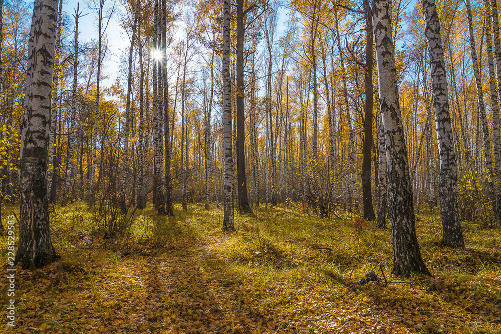 Beautiful autumn landscape of the birch forest on sunny day Beautiful autumn landscape of the birch forest on sunny day