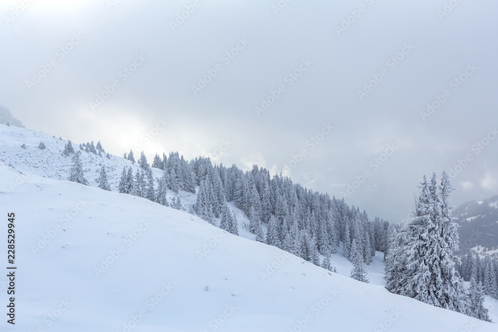 Fototapeta Verschneite Schneelandschaft im Nebel - Parpaner Rothorn, Lenzerheide, Schweiz