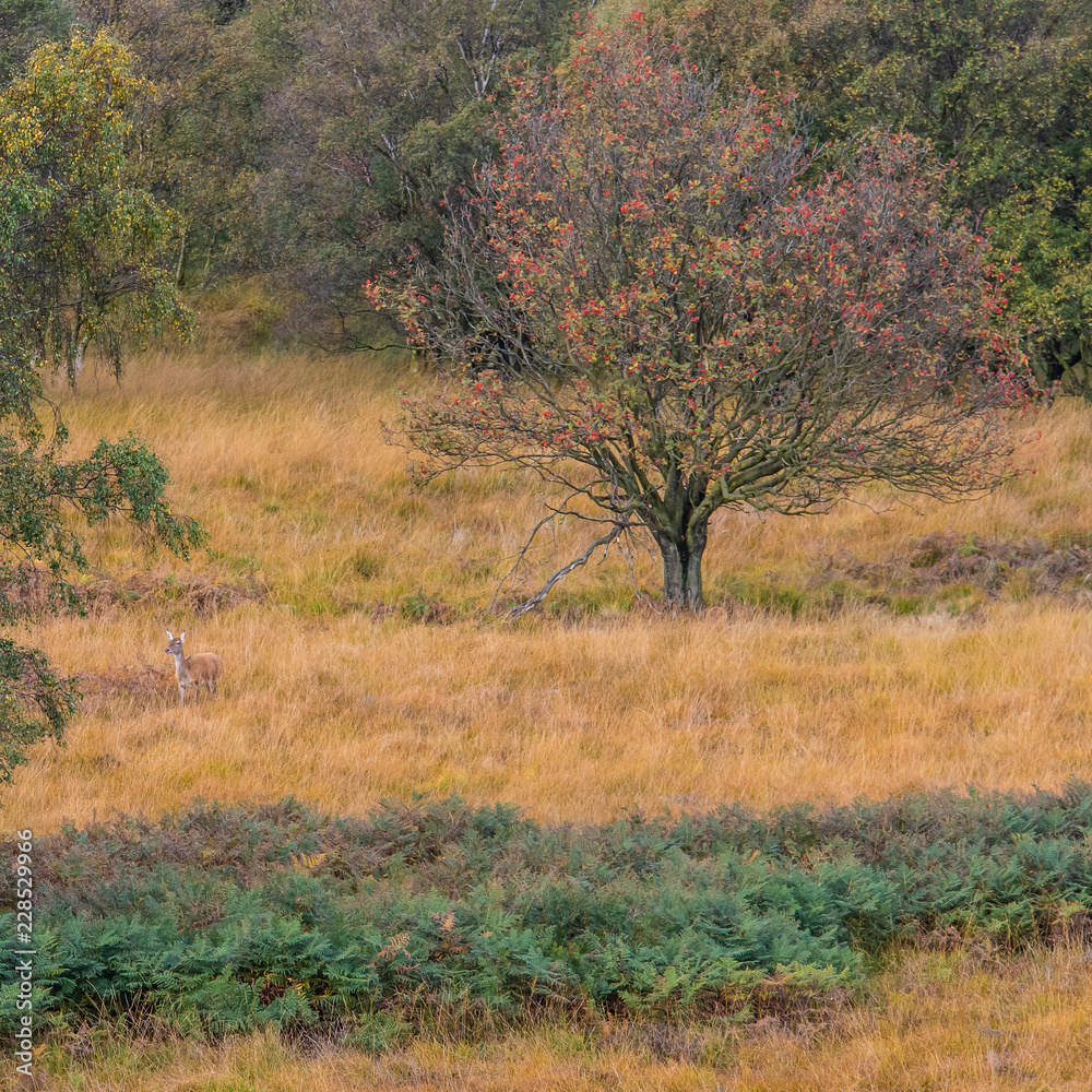 Red Deer in the Moors Red Deer in the Moors