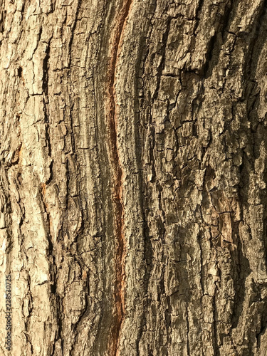 Texture of the tree bark 