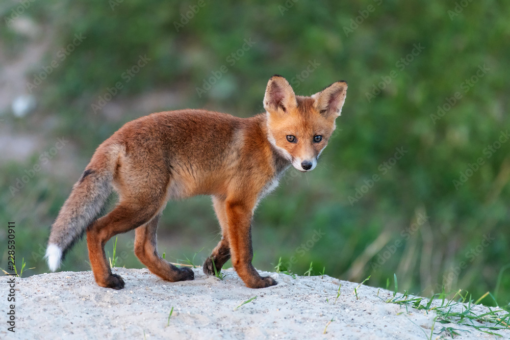 Young Red Fox stands near his burrow