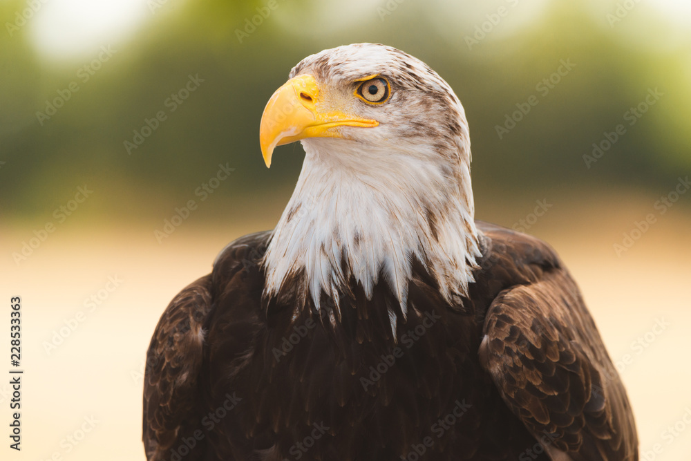 Obraz premium American Bald Eagle