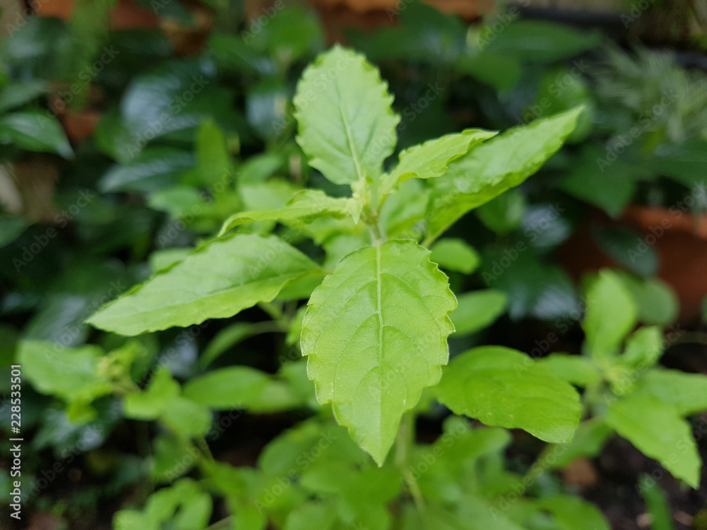 Fresh Sweet Basil Fresh Sweet Basil