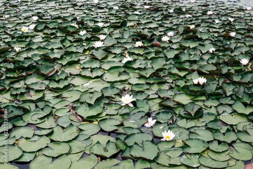 Water lilies in the lake