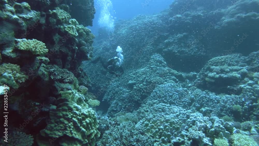 Female scuba diver swim in coral canyon - Red sea, Marsa Alam, Abu Dabab, Egypt Female scuba diver swim in coral canyon - Red sea, Marsa Alam, Abu Dabab, Egypt