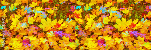 Autumn background with bright colorful leaves.