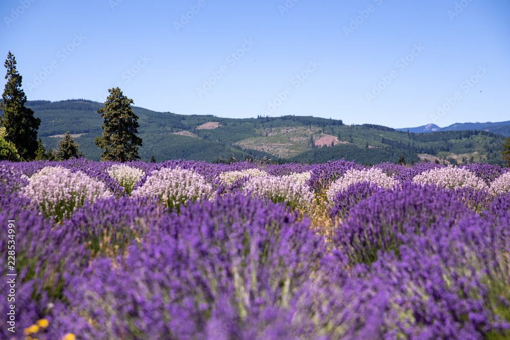 Lavender field with purple and white lavender