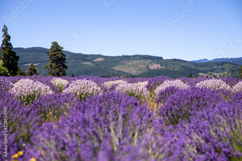 Lavender field with purple and white lavender