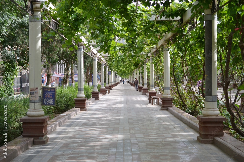 Street with pillars and grape plants in Turpan Xinjiang,