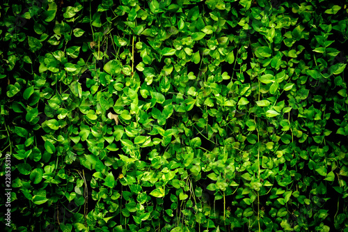 Beautiful Scindapsus aureus Eagler or Epipremnum aureum wall background.Serenity nature background.Leaf texture background.