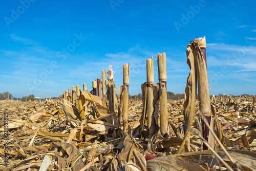 post-harvest residues of corn on the field before being processed into the soil as organic photo