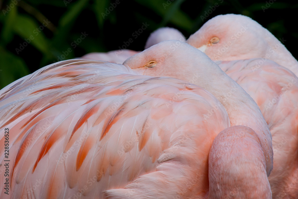 Flamingos in Ruheposition in der Sonne
