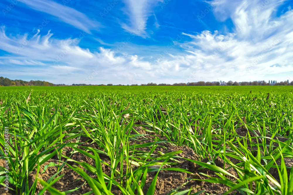 rows of sprung winter wheat on a field under a blue sky with clouds rows of sprung winter wheat on a field under a blue sky with clouds
