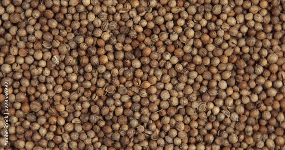 Pile of coriander seeds. Rotating on the turntable Pile of coriander seeds. Rotating on the turntable