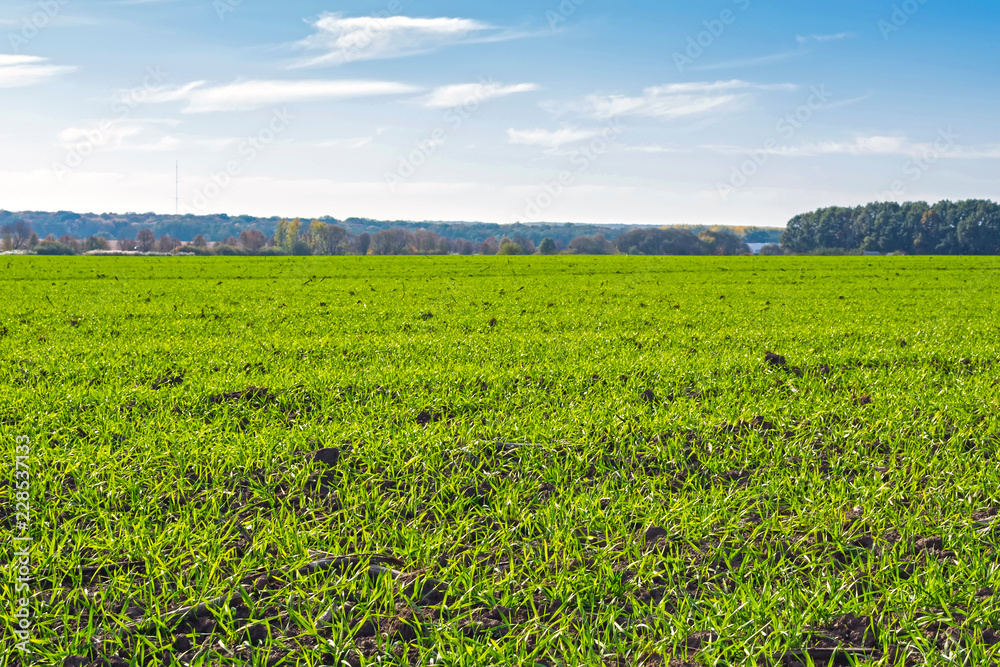 rows of sprung winter wheat on a field under a blue sky with clouds