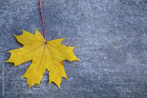 Yellow maple leaf on the gray concrete backdrop