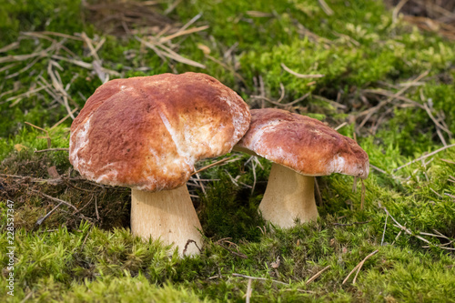 Two boletus mushrooms in the forest moss