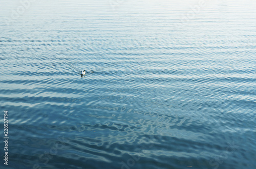 Mew gull on water surface.