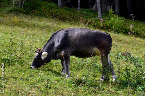 Austria  Tirol  Osttirol  Cattle