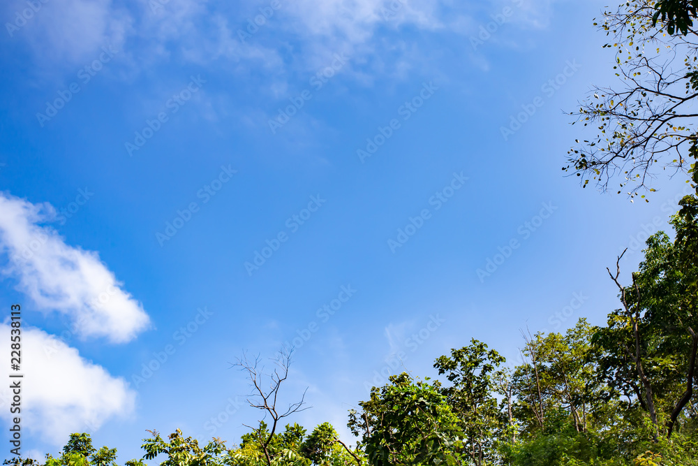 Beautiful blue sky with cloud in the morning and the top of the tree is on the right hand. The image of the sky is clear and free. Can use for abstract background. Beautiful blue sky with cloud in the morning and the top of the tree is on the right hand. The image of the sky is clear and free. Can use for abstract background.
