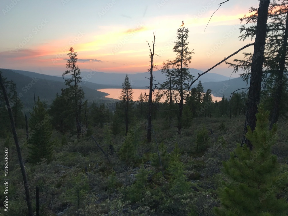 Obraz premium sunset in the forest