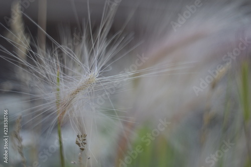 Fluffy feather grass close-up