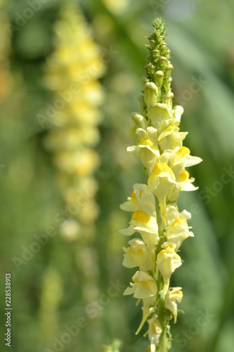 Linaria flower close-up