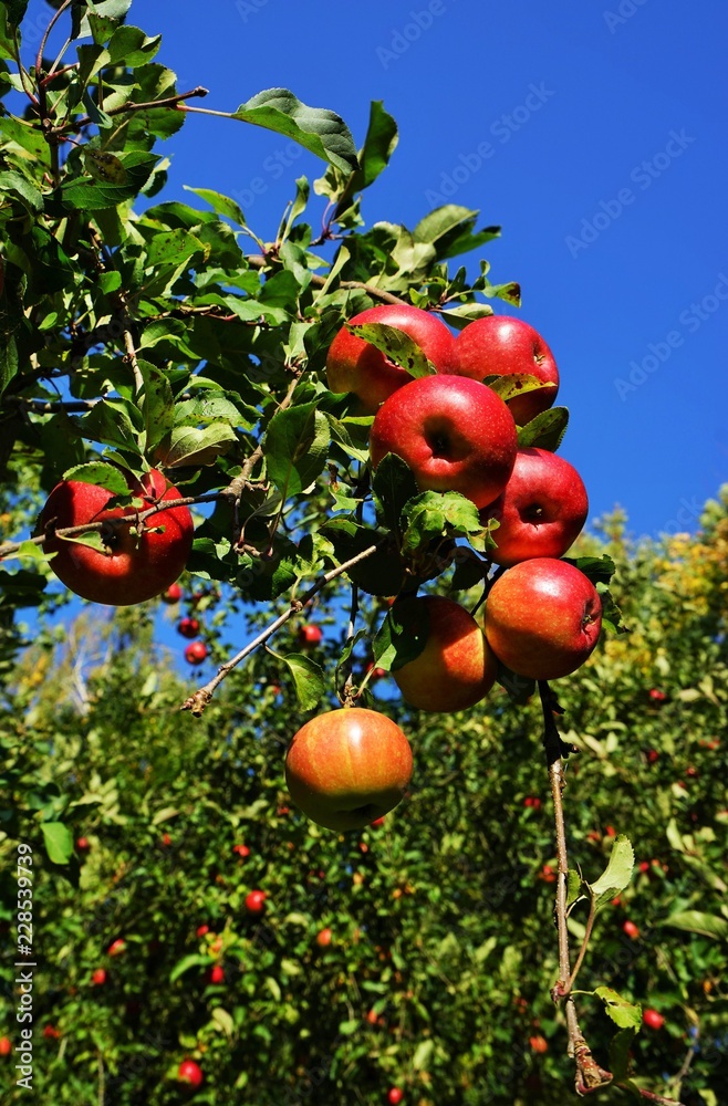 Red organic apples in a apple tree   