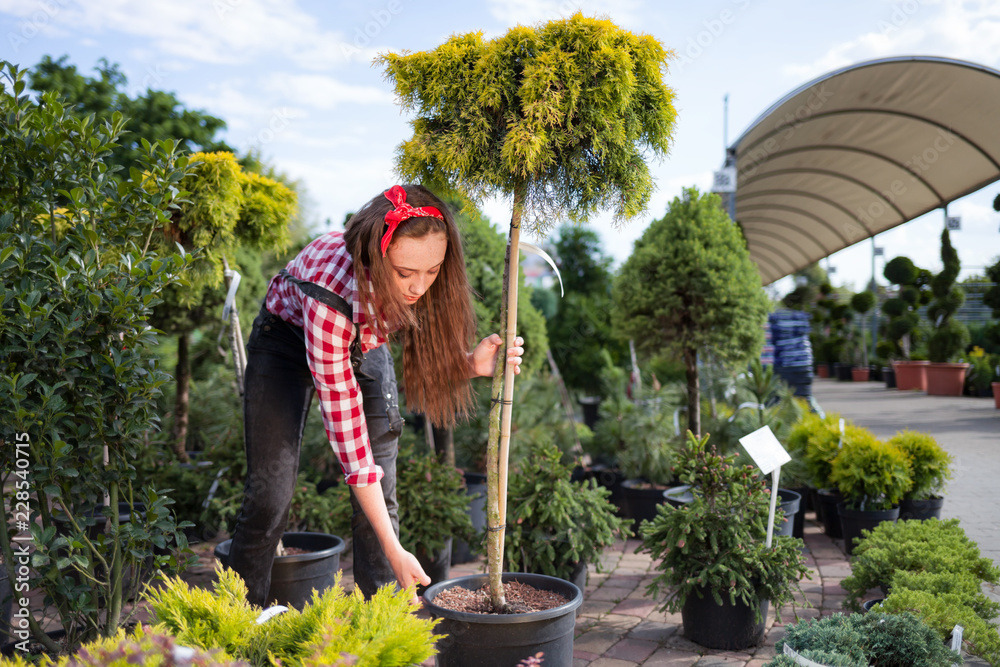 Young gardener woman choosing and buying potted small tree in garden center