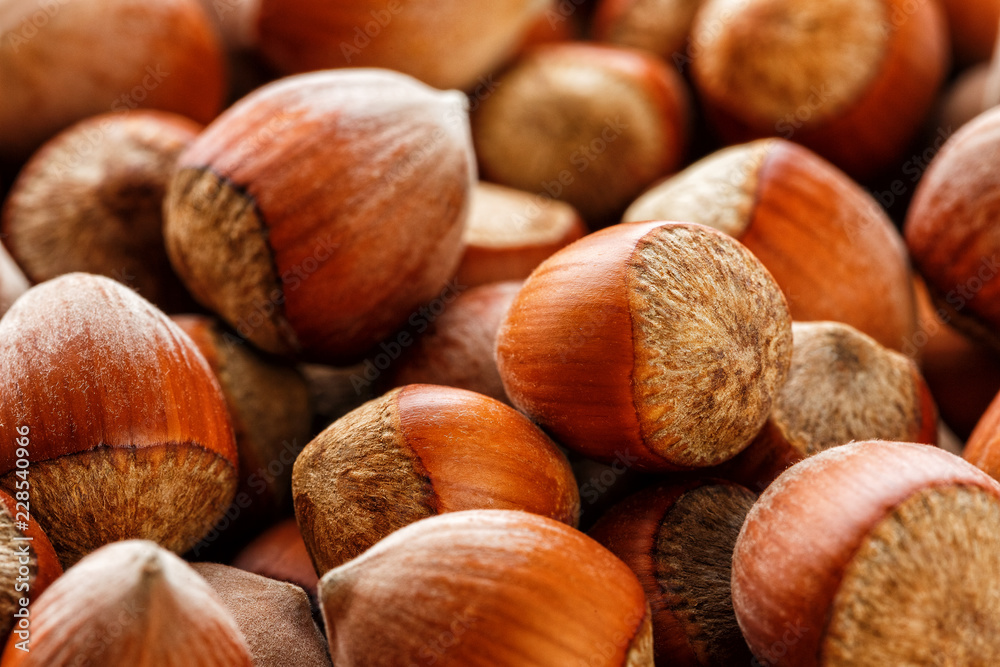 Dried unshelled hazelnuts seeds of Whole nuts as background Dried unshelled hazelnuts seeds of Whole nuts as background