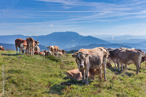 Herd of cows at summer green field and the mountain Golte in background, Slovenia photo