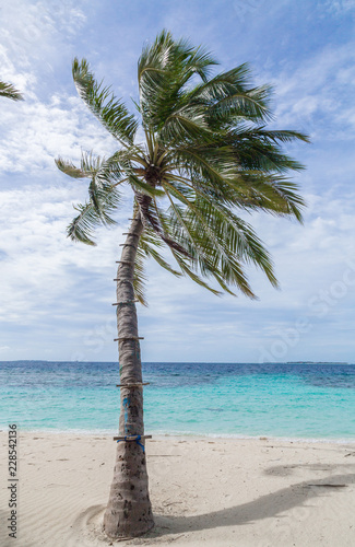 Strand mit Palme Meedhoo Raa Atoll Insel Malediven photo