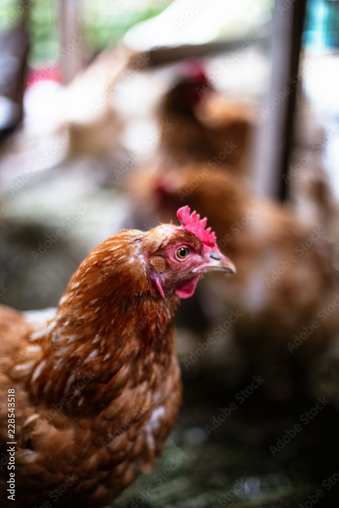 Chickens on the farm. Toned, style, color photo.