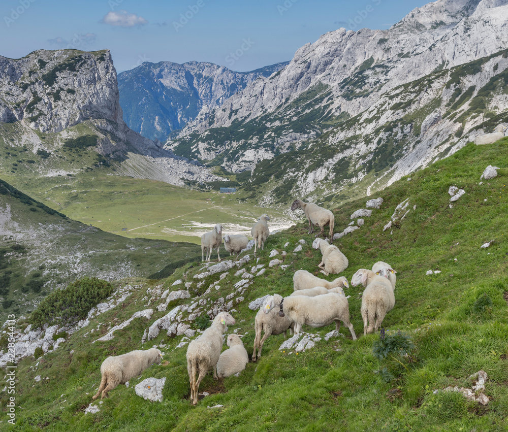 Herd of sheep in the Kamnik-Savinja Alps, Slovenia