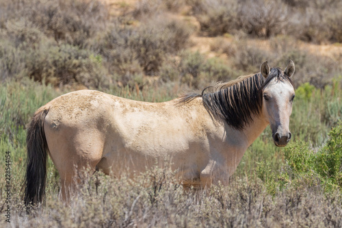 Fototapeta Dziki koń na pustyni Colorado w lecie