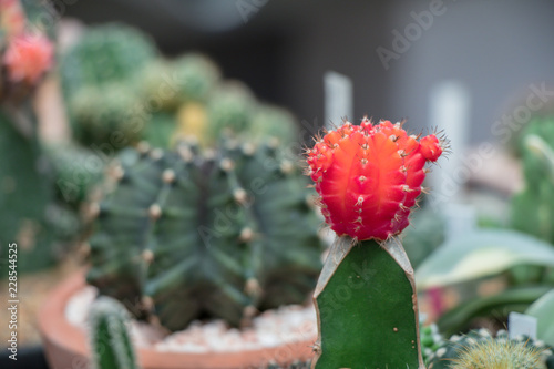 Beautiful Colorful Gymnocalycium cactus on pot in the garden. photo