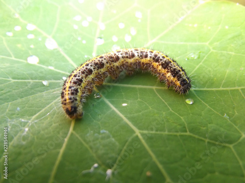 caterpillar on nasturtium leaf