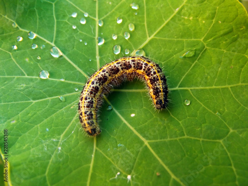 caterpillar on nasturtium leaf