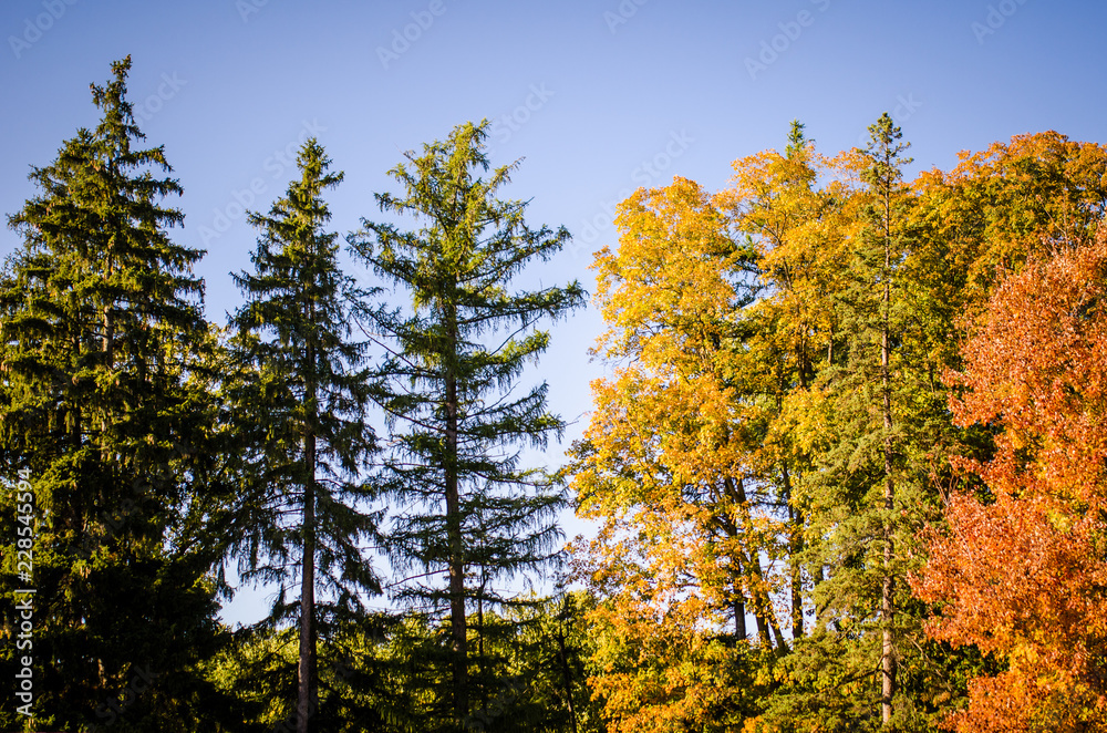 Fall foliage with yellow, green and orange colors against a blue sky. Taken in Minnetonka, Minnesota