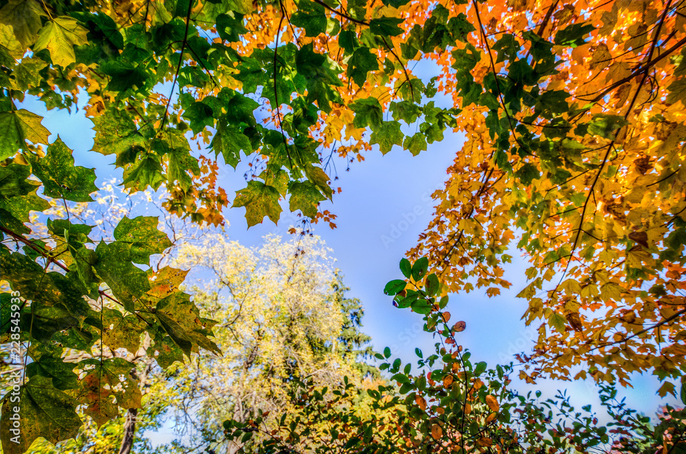 Fall foliage leaves in yellow, orange and green against a blue sky Fall foliage leaves in yellow, orange and green against a blue sky