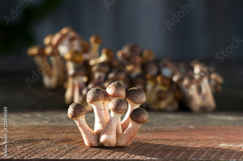 A lot of fresh and cut honey agaric (armillaria) on wooden background, autumn edible mushrooms