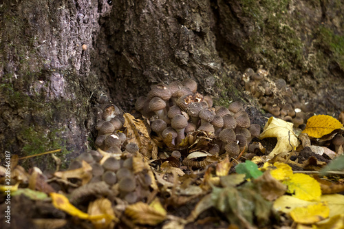 A lot of small honey agaric (armillaria) - edible mushrooms in the forest in autumn, background
